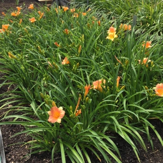 HEMEROCALLIS STELLA TANGERINE