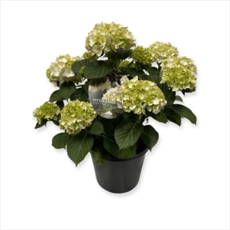 HYDRANGEA MACROPHYLLA WHITE BALL