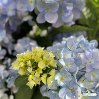 HYDRANGEA MACROPHYLLA BLUE BALL