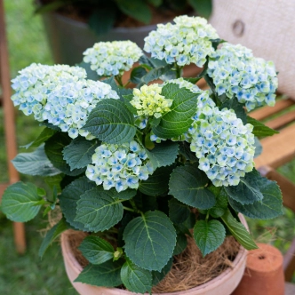 HYDRANGEA MAGICAL REVOLUTION BLUE