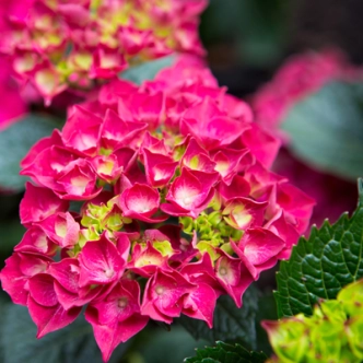 HYDRANGEA MAGICAL RUBYRED