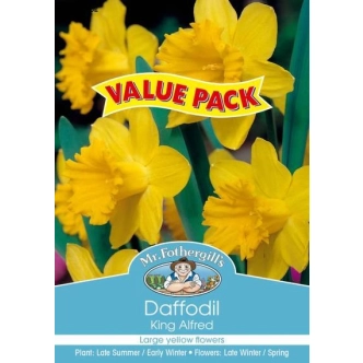 DAFFODIL KING ALFRED VALUE PACK