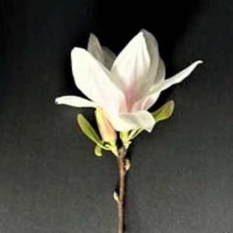 MAGNOLIA SOULANGEANA ALBA SUPERBA