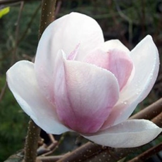MAGNOLIA SAN JOSE