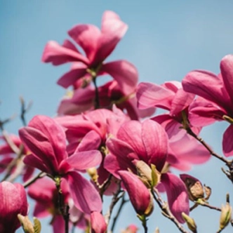 MAGNOLIA VULCAN