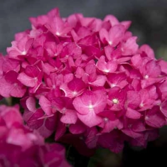 HYDRANGEA STORM CLOUD 17CM