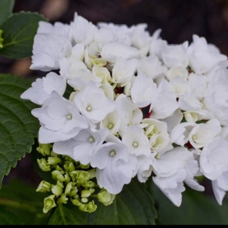 HYDRANGEA WHITE KNIGHT 20CM