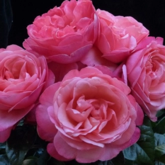 20045333_1.jpg