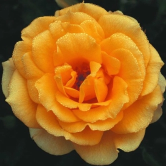 20044398_1.jpg