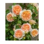 BATHSHEBA (CLIMBER)