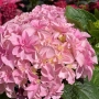 HYDRANGEA MACROPHYLLA LOVE 200MM
