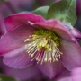 HELLEBORE ANNA'S RED