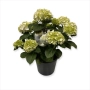HYDRANGEA MACROPHYLLA WHITE BALL
