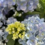 HYDRANGEA MACROPHYLLA BLUE BALL