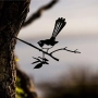 WILLIE WAGTAIL