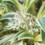 Thumb image 3017