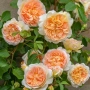 Thumb image 3143