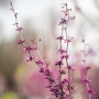 Thumb image 3655