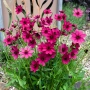 Thumb image 2952