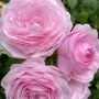 Thumb image 3135