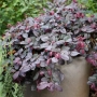 Thumb image 2514