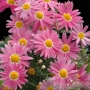 Thumb image 3009