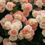 20045548_1.jpg