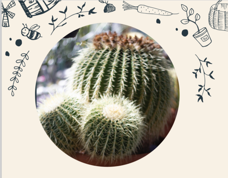 Cacti Growing Guide